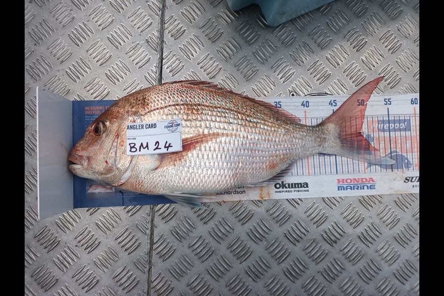 Jason Iorns caught this 49.5cm Snapper at Nelson/Marlborough during The Export NZ Fishing Competition