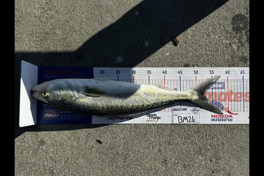 Brodie Sullivan-Richards caught this 52cm Kahawai at Manawatu during The Export NZ Fishing Competition