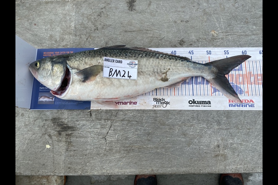 Jay Godden caught this 52.0cm Kahawai at Wairarapa
 during The Export NZ Fishing Competition