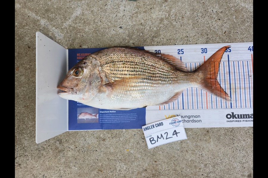 Cory Piggales caught this 32.0cm Snapper at Auckland during The Export NZ Fishing Competition