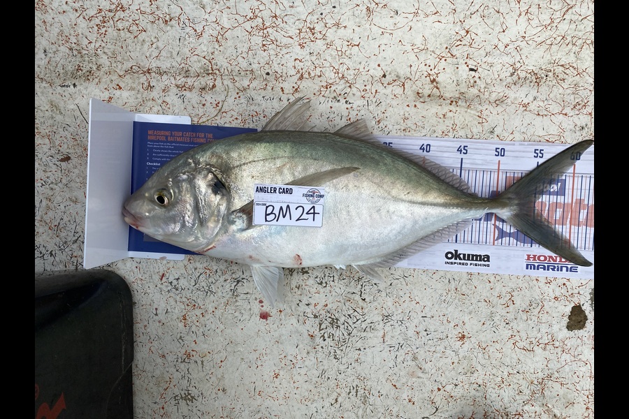 Astrid Joy caught this 55.0cm Trevally at Coromandel during The Export NZ Fishing Competition