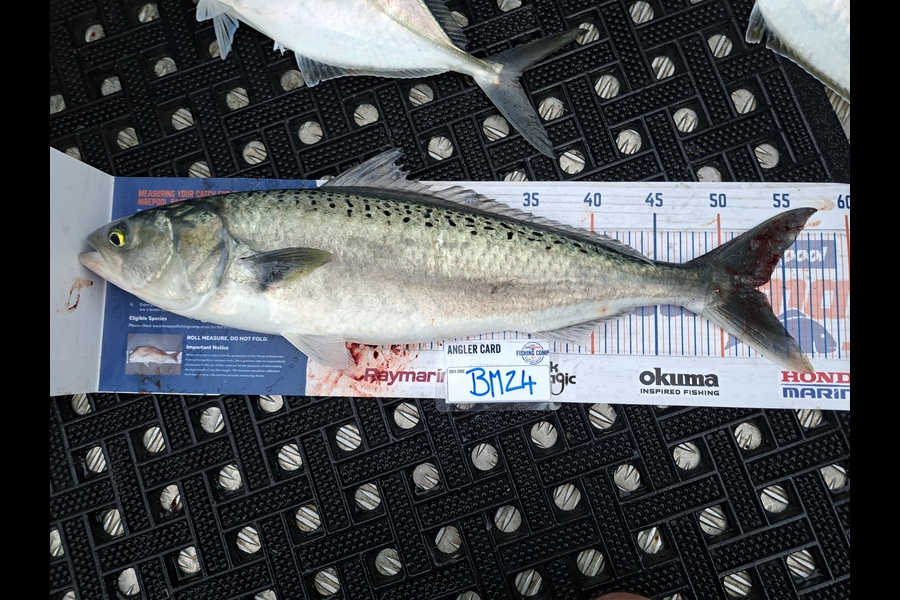 Harry Kovacs caught this 52.5cm Kahawai at Wellington during The Export NZ Fishing Competition