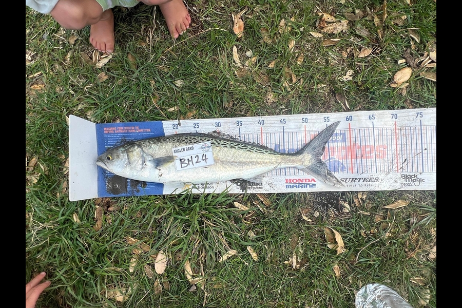 Hohepa Delamere caught this 52cm Kahawai at Wairarapa
 during The Export NZ Fishing Competition