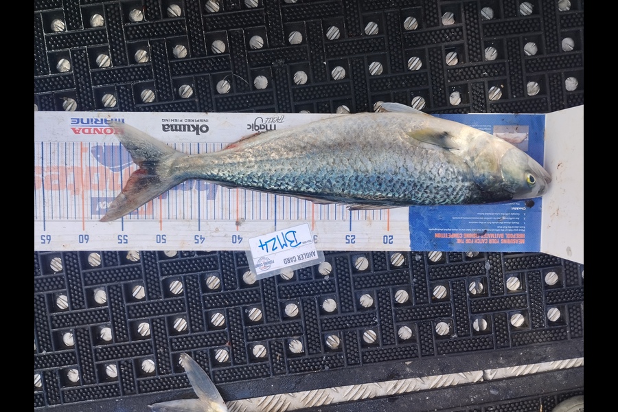 Duncan Pringle caught this 52.5cm Kahawai at Wellington during The Export NZ Fishing Competition