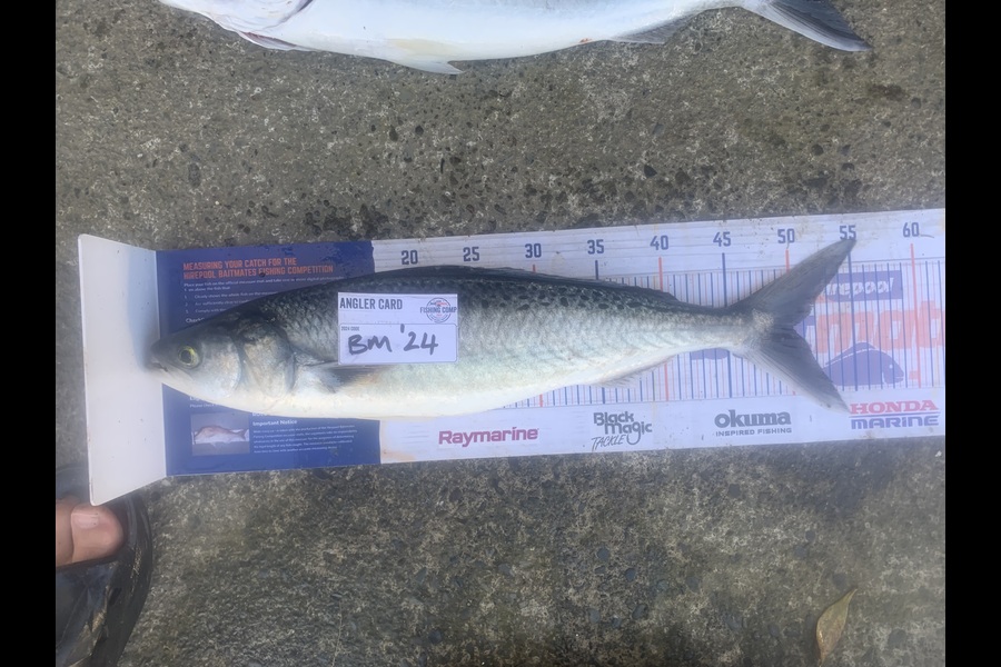 Josh Bolton caught this 50.0cm Kahawai at Wellington during The Export NZ Fishing Competition