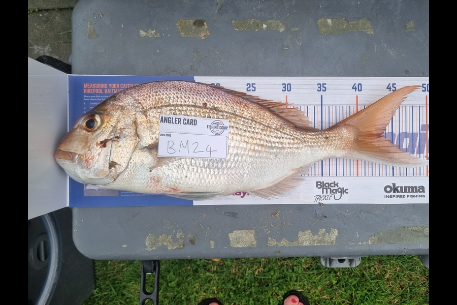 Jessie McLean caught this 43.0cm Snapper at Coromandel during The Export NZ Fishing Competition