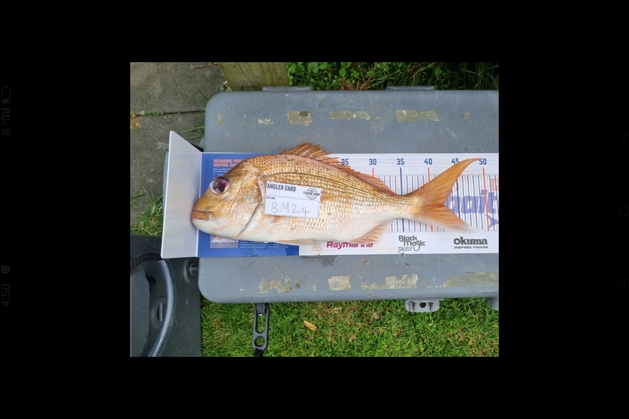 Shaun McLean caught this 42.5cm Snapper at Coromandel during The Export NZ Fishing Competition