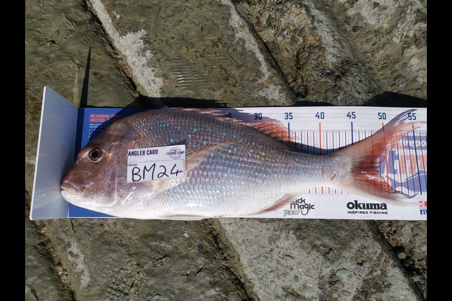 Pieter Meiring caught this 48.5cm Snapper at Nelson/Marlborough during The Export NZ Fishing Competition
