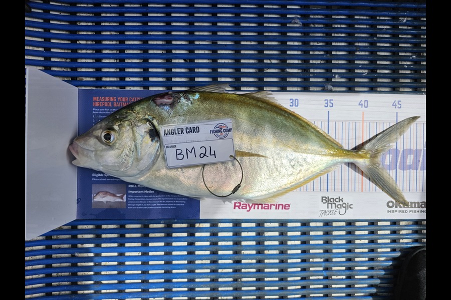 Frikkie Peens caught this 42.5cm Trevally at Bay of Plenty during The Export NZ Fishing Competition