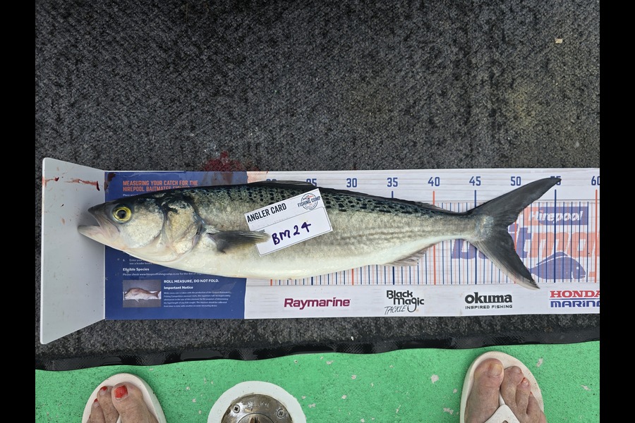 Raewyn Connolly caught this 49.0cm Kahawai at Bay of Plenty during The Export NZ Fishing Competition