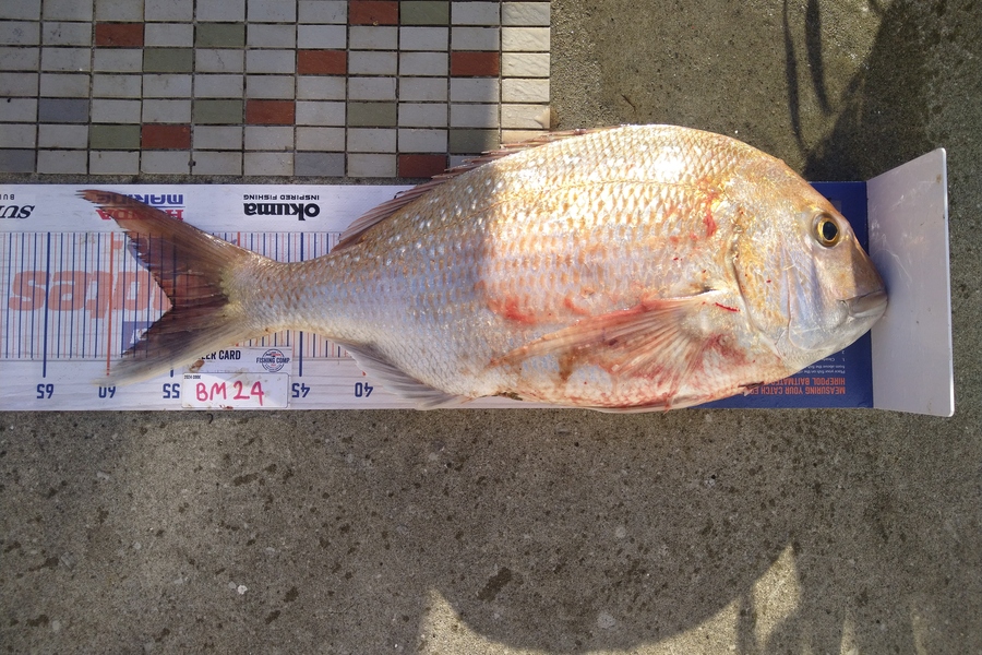 Steve  Brown  caught this 55.0cm Snapper at Wellington during The Export NZ Fishing Competition
