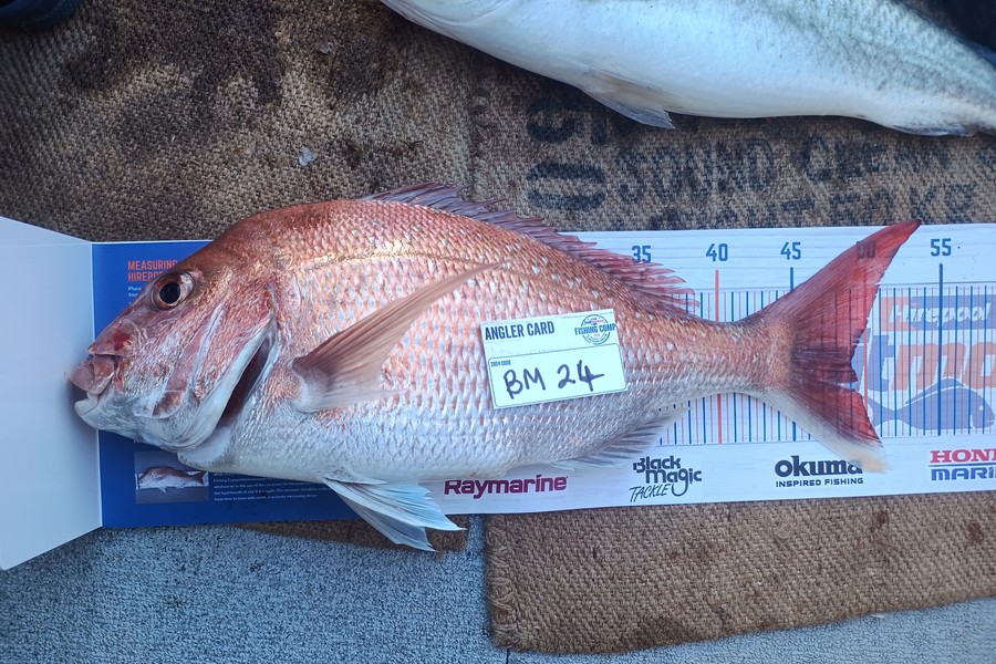 Aaron Lee caught this 49.0cm Snapper at Taranaki during The Export NZ Fishing Competition