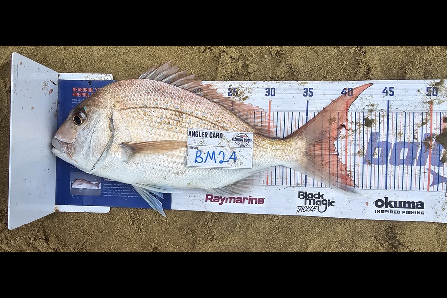 Peter Dunn caught this 38.5cm Snapper at Northland during The Export NZ Fishing Competition
