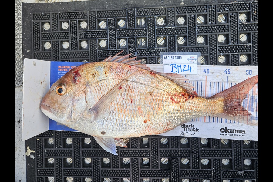David Kovacs caught this 48.0cm Snapper at Wellington during The Export NZ Fishing Competition