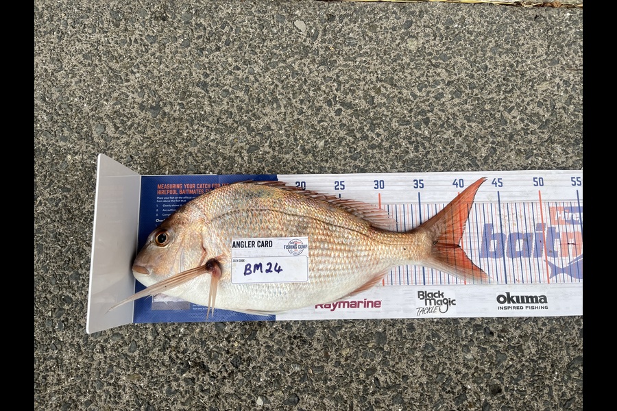 Carol Owens caught this 39.0cm Snapper at Auckland during The Export NZ Fishing Competition