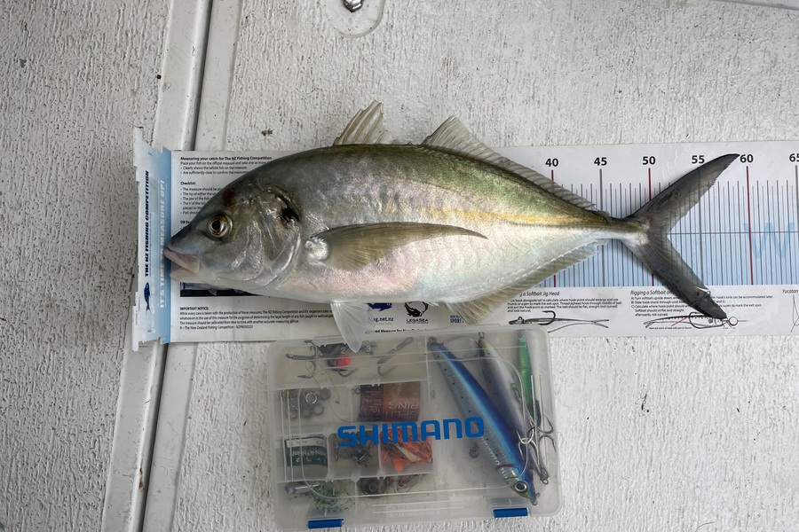 Gary Whitton caught this 51.5cm Trevally at Auckland during The Export NZ Fishing Competition