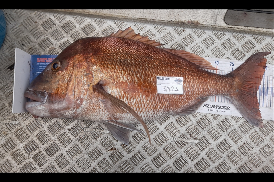 Andrew Stanford caught this 83.0cm Snapper at Northland during The Export NZ Fishing Competition