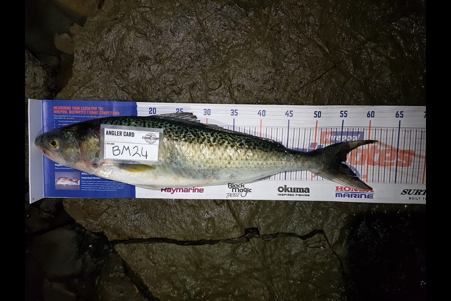 Stephen Nilsson caught this 55.0cm Kahawai at Auckland during The Export NZ Fishing Competition
