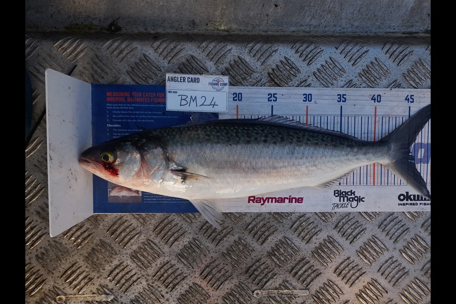 Andrew Stanford caught this 45cm Kahawai at Northland during The Export NZ Fishing Competition