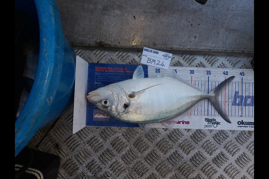 Andrew Stanford caught this 37cm Trevally at Northland during The Export NZ Fishing Competition
