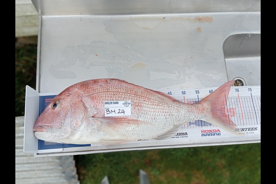 Clifton Falwasser caught this 63.0cm Snapper at Waikato during The Export NZ Fishing Competition