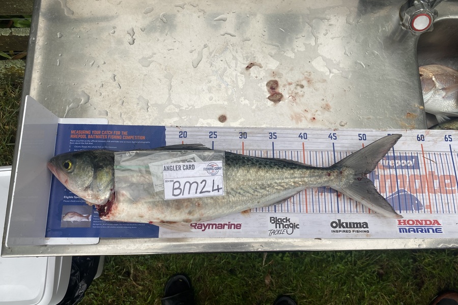 Nash Morgan-hodson caught this 48cm Kahawai at Wellington during The Export NZ Fishing Competition