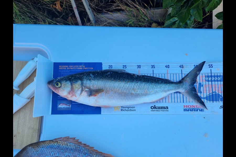 Bryce Gordon caught this 49.0cm Kahawai at Bay of Plenty during The Export NZ Fishing Competition
