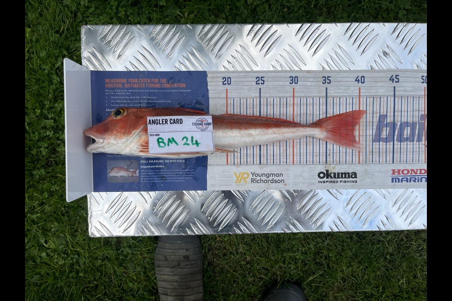 Chris Lane caught this 39.0cm Gurnard at Waikato during The Export NZ Fishing Competition