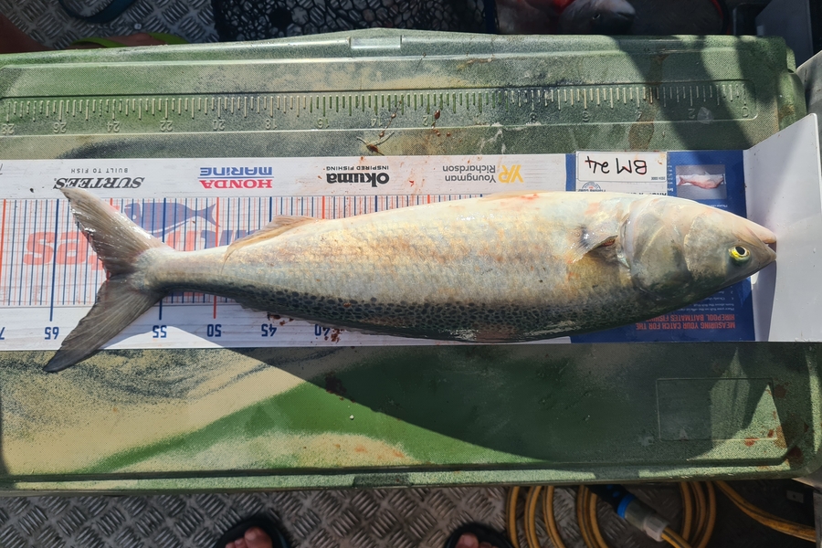 Jason Muir caught this 59.5cm Kahawai at Canterbury during The Export NZ Fishing Competition