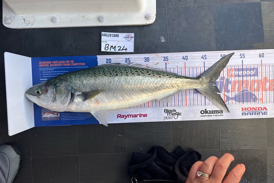 Lee Paetai caught this 47.5cm Kahawai at Coromandel during The Export NZ Fishing Competition