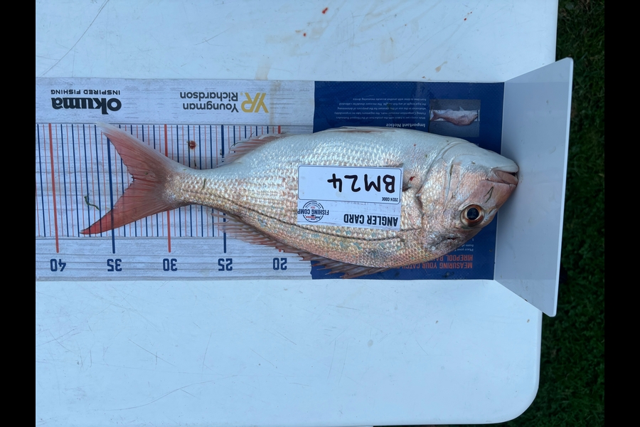 Twain Brunsden caught this 33.0cm Snapper at Bay of Plenty during The Export NZ Fishing Competition