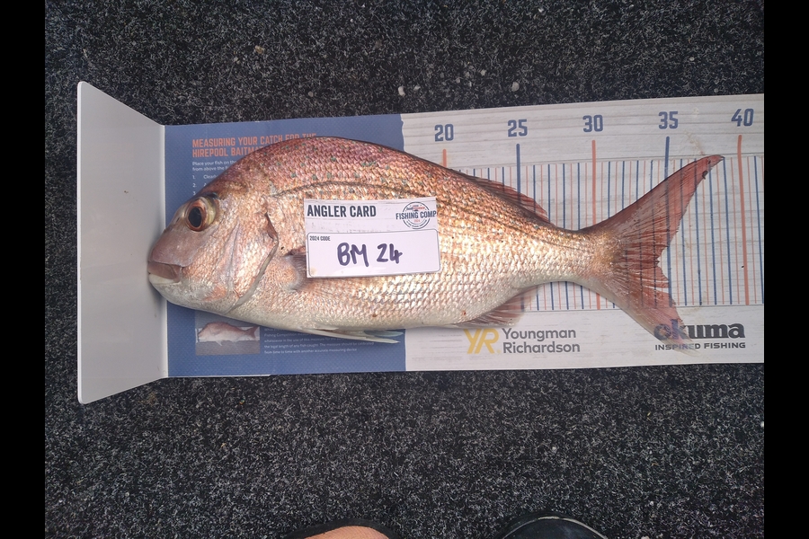 Alex Devine caught this 34.0cm Snapper at Auckland during The Export NZ Fishing Competition