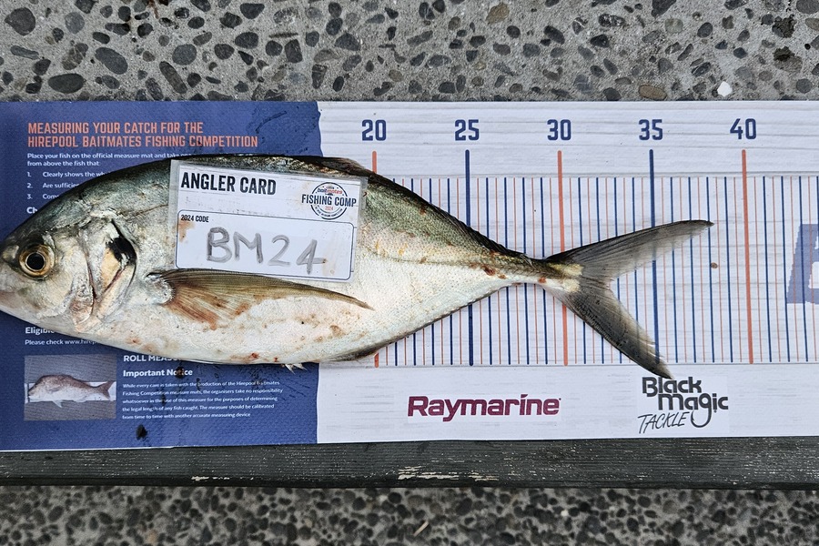 Toni Webb caught this 32.5cm Trevally at Bay of Plenty during The Export NZ Fishing Competition