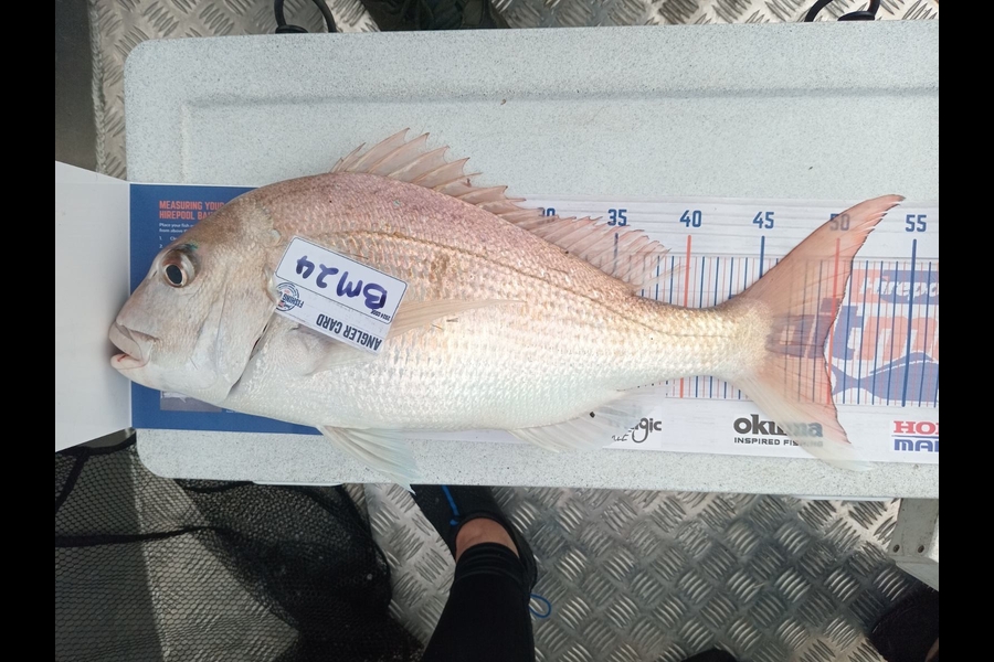 Kyle Morland caught this 49.5cm Snapper at Waikato during The Export NZ Fishing Competition