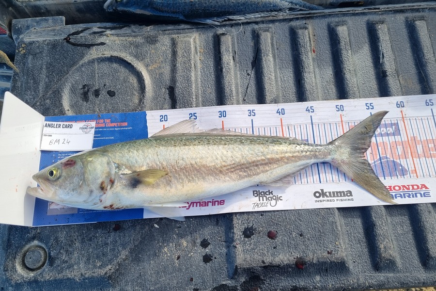 Luka Arbuckle caught this 52.5cm Kahawai at Wairarapa
 during The Export NZ Fishing Competition