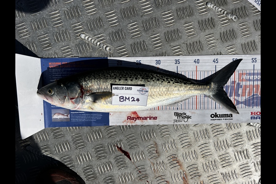 Teghan Errington caught this 47.0cm Kahawai at Northland during The Export NZ Fishing Competition