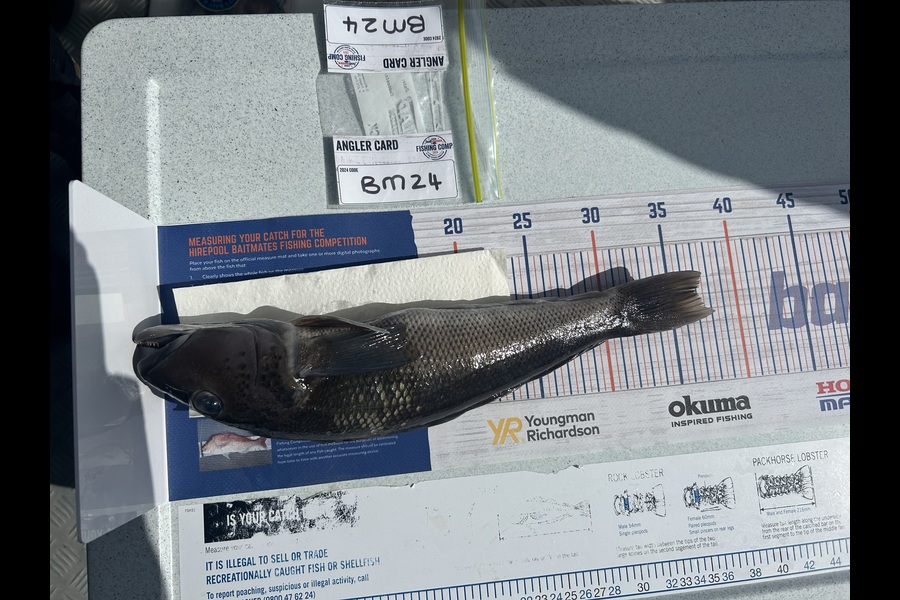 Jessica Claassen caught this 37cm Blue Cod at Wellington during The Export NZ Fishing Competition