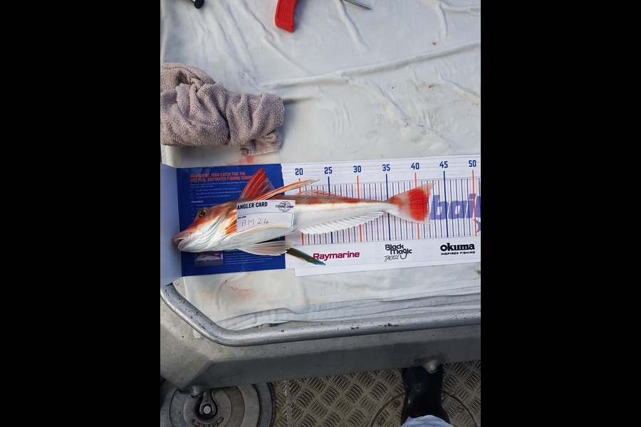 Carolyn Rose caught this 41.5cm Gurnard at Nelson/Marlborough during The Export NZ Fishing Competition