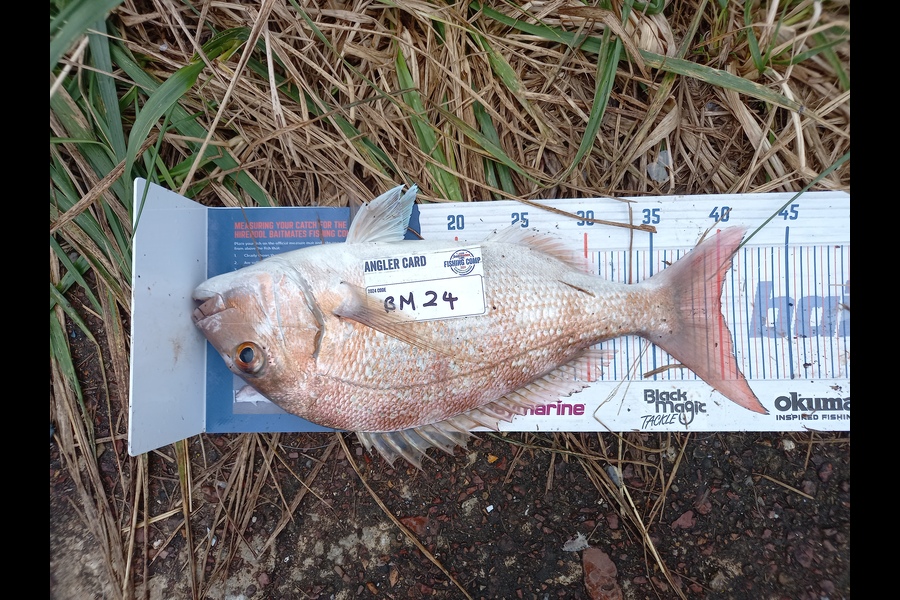 Gary Mulder caught this 40.0cm Snapper at Auckland during The Export NZ Fishing Competition