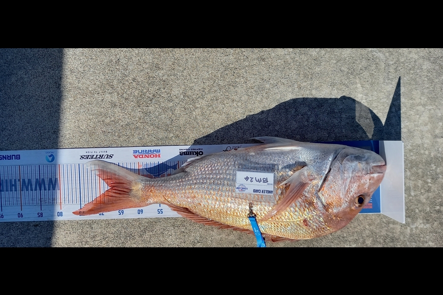 Trevor Hosking caught this 67.0cm Snapper at Manawatu during The Export NZ Fishing Competition