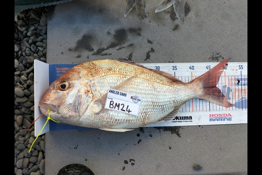 Levi kendall caught this 47cm Snapper at Taranaki during The Export NZ Fishing Competition