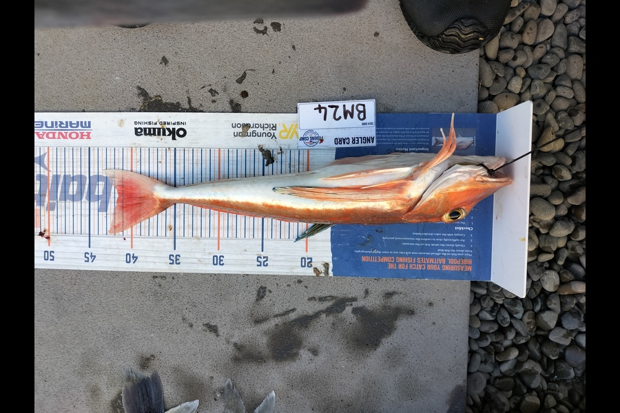 Levi kendall caught this 41.5cm Gurnard at Taranaki during The Export NZ Fishing Competition