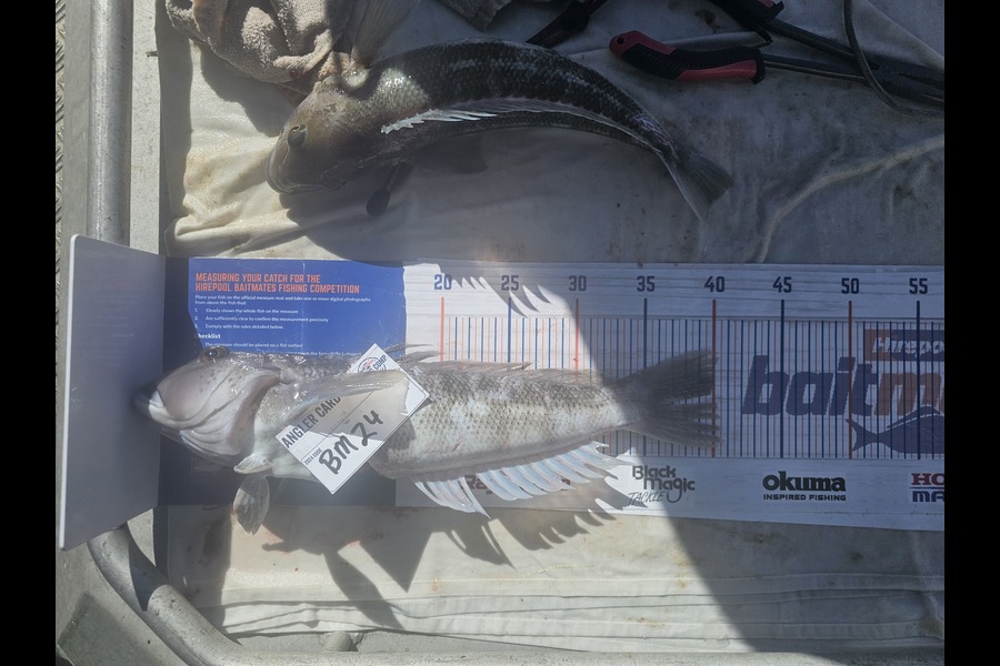 Phillip Rose caught this 40.0cm Blue Cod at Nelson/Marlborough during The Export NZ Fishing Competition