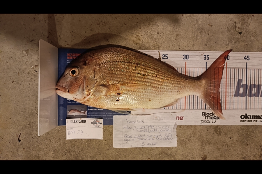 Tracy Holland caught this 38.5cm Snapper at Nelson/Marlborough during The Export NZ Fishing Competition
