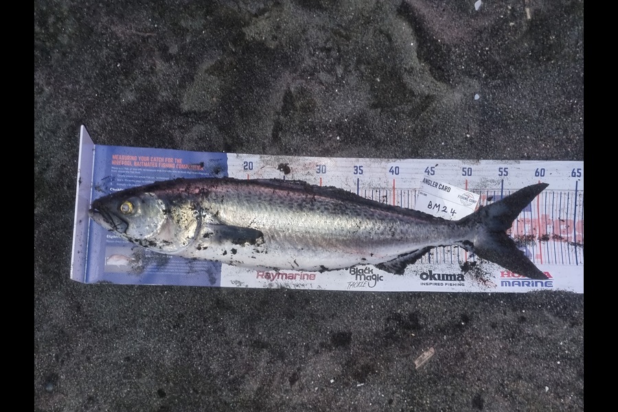 Daniel Parkes caught this 55.5cm Kahawai at Manawatu during The Export NZ Fishing Competition