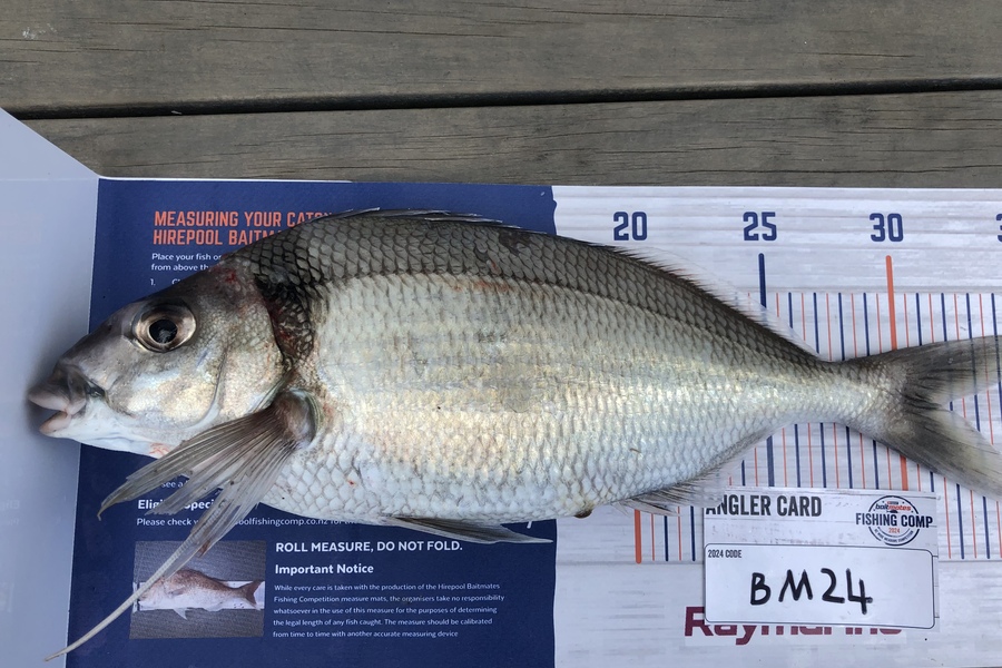 Guy Marshall caught this 31.5cm Tarakihi at Wellington during The Export NZ Fishing Competition