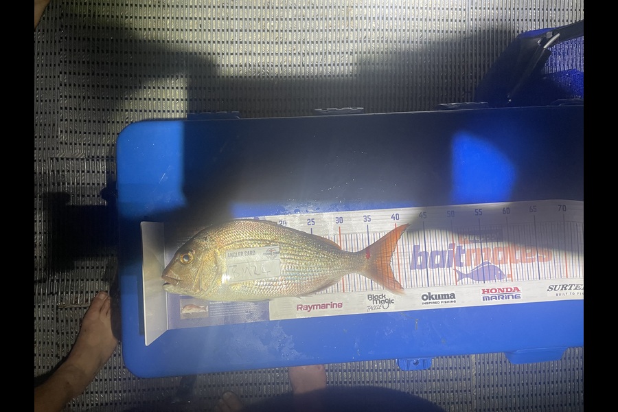 Konrad Williams caught this 38.5cm Snapper at Bay of Plenty during The Export NZ Fishing Competition