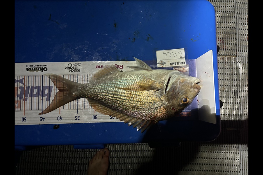 Marlon Cosmas caught this 40.0cm Snapper at Bay of Plenty during The Export NZ Fishing Competition
