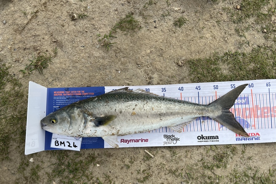 Ethan van Niekerk caught this 53.5cm Kahawai at Otago during The Export NZ Fishing Competition