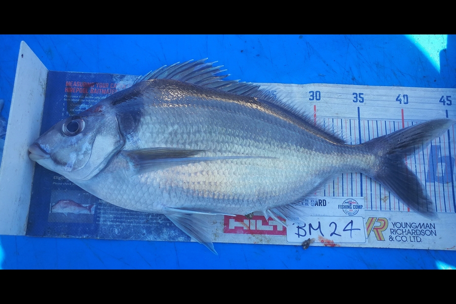 Leigh Page caught this 40.0cm Tarakihi at Wellington during The Export NZ Fishing Competition